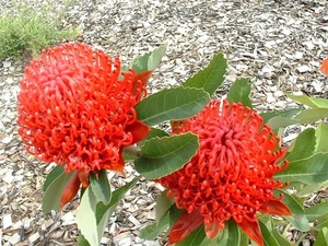 Telopea speciosissima - NSW Waratah 5 seeds - Picture 1 of 1