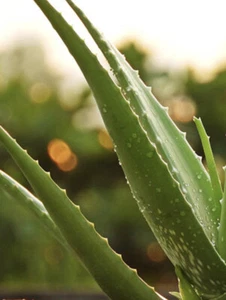 Aloe Vera Plant 400g Organic Fresh Thick Shoots/Stems Grown In Sunny QLD - Picture 1 of 5