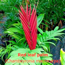 Chambeyronia macrocarpa, palmier à feuilles rouges - 3 pièces graines fraîches