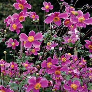 Japanese Anemone ‘Rose Beauty’ 4" Pot - Magical Pink Sprays for Summer & Fall!! - Picture 1 of 5