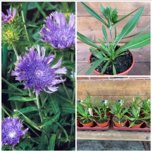 3 Stk. Kornblumenaster, Stokesia Lewis Blue, im Topf 13 cm - Bild 1 von 12