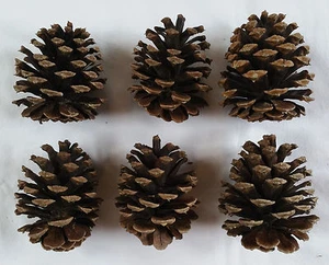 Lot of 6 Medium 3-4 inch Pine cones for decoration crafts etc - Picture 1 of 3