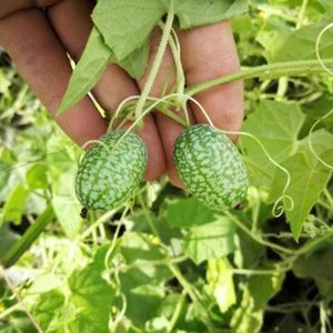Bio-Wassermelonen-Mini-Gemüse Daumen-Wassermelonenkerne 50 Stück Mini ψ - Bild 1 von 19