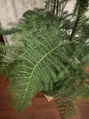 Araucaria Heterophylla DREI PFLANZEN IN EINEM TOPF  125 cm X 70 cm ! - Bild 1 von 4