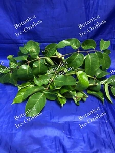 Ewe ALMACIGO PLANTA HIERBA religion yoruba ifa africana santeria - Picture 1 of 3