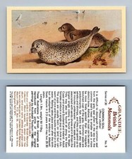 Common Seal #9 Grandee British Mammals 1982 Cigarette Cards