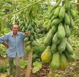 Paw-Paw Papaya LARGE GIANT FORMOSA 10 Seeds Tree Melon Fruit Paw Paw ORGANIC - Picture 1 of 2