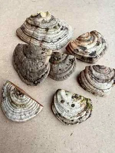 6 Shelf Mushrooms Size range 2.5 - 4.5" Small, brown, light brown - Picture 1 of 4