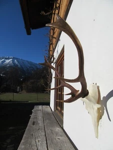 Schönes Hirschgeweih Hirsch Gehörn Geweih Hirschhorn Abwurfstangen Trophäe - Bild 1 von 5