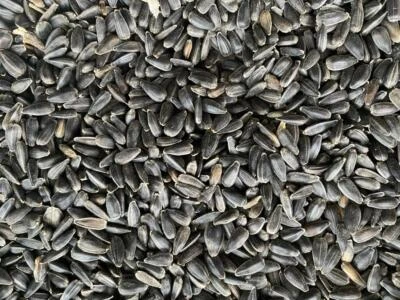 10 kg deutsche Sonnenblumenkerne schwarz Vogelfutter Winterstreufutter Regional - Bild 1 von 3