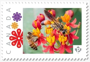 BEE & WASP = Insects = Picture Postage MNH Canada 2019 [p19-01-s20] - Picture 1 of 2