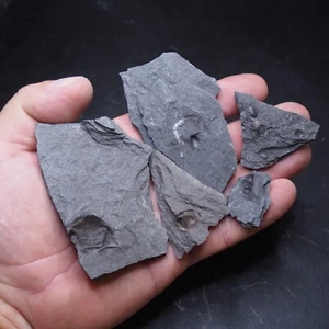 Mix Checos Trilobites Lotes Onnia superba Sokhretia Orthoceras Ordovícico Fósiles 6 - Imagen 1 de 9