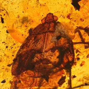 UNKNOWN in Burmese / Burmite amber fossil / 100% genuine amber - Picture 1 of 4