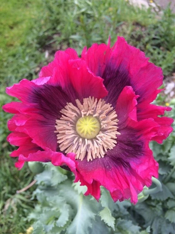 BZ 456U Giant Poppy pink Riesen Mohn Seeds Zaden Samen Stück 50 - Bild 1 von 1