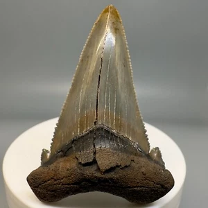 Scharf gezackter sehr schöner 2,34 Zoll fossiler SOKOLOWI/AURICULATUS Haizahn - NC - Bild 1 von 6