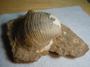 Bestes Exemplar LG Schale fossiler Stein Brachiopod aus Kansas City USA 673 Gramm - Bild 1 von 12