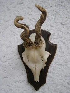 Geweih Rehbock. Abnorm. Echtschädel auf Brett. - Bild 1 von 4