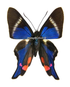 Unmounted Butterfly/Riodinidae - Rhetus periander laonome, male, Peru - Picture 1 of 2