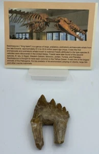 BASILOSAURUS ZAHN FOSSIL spätes Eozän 40 Mi Jahre alt Artiodactyl JB18 - Bild 1 von 4