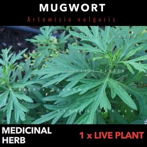 ⭐️OUT OF STOCK⭐️ - Mugwort Live Plant, Artemisia vulgaris, Medicinal Herb - Picture 1 of 8