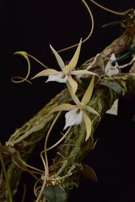 Orquídea Aerangis punctata - Imagen 1 de 3
