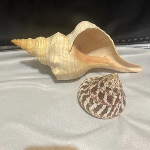Lot Of 2 Seashells 10.5” Horse Conch Shell Trophus Ocean Sea Decor Nautical - Picture 1 of 8