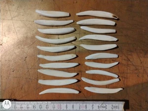 10 Wild Boar Teeth Tusks Tooth Talisman Amulet Shamanic Jewellery Healing Arts - Picture 1 of 5