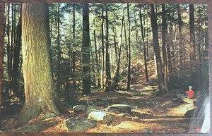 Forest Cathedral Clarion River Cook Forest State Park Pennsylvania PA Postcard - Picture 1 of 2