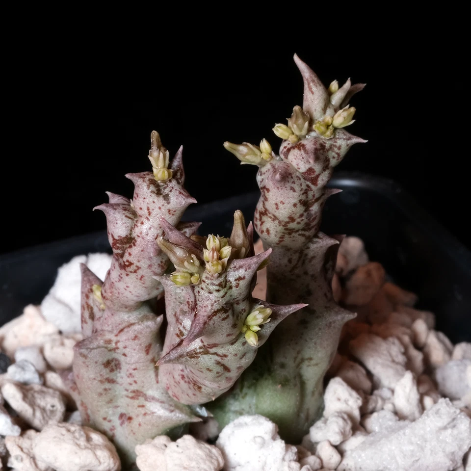 Orbea nardii - 3.25 英寸锅 - Stapeliad — 第 1/1 张图片