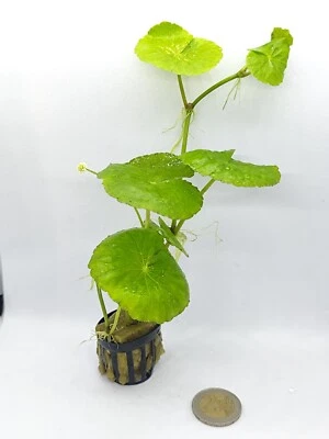 Hydrocotyle Leucocephala - Maceta 15-20cm altura - Planta natural acuario - Imagen 1 de 4