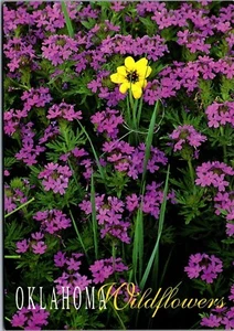 Postcard OK Oklahoma Wild Flowers Annaul Phlox in Spring  - Picture 1 of 3