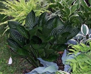 Midnight Oil Hosta 5.25" Pot Shiny Dark Leaves Perennial - Picture 1 of 3