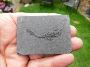 Jungtier - Keichousaurus hui aus der Provinz Guizhou in China - Bild 1 von 6