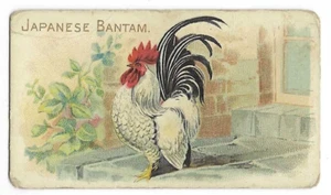 E31 Zoo Karamell Karte Japanisches Bantam Philadelphia Konfektionen 1910 - Bild 1 von 2
