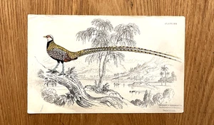 Ancien FAISAN DE Virginie couleur main de CHINE livre gravure estampe - Photo 1/1