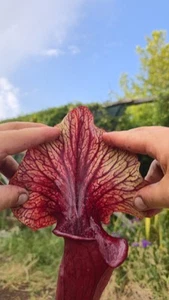 Sarracenia Dentadelle - Carnivorous Plant - Pianta Carnivora - Rare - Imagen 1 de 6