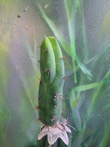 Tricho Bridgesii 'Sina' Monstrose Clone Collectors Cactus Plant 🌵