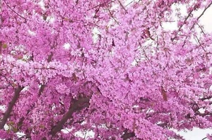 JUDAS TREE 10 SEEDS CERCIS SILIQUESTRUM FLOWERING TREE 'AWARD WINNING' - Picture 1 of 5
