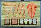 Schulwandkarte Rollbild Lehrtafel vintage Poster Medizin Anatomie Haut und Zunge