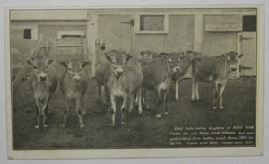 Postal con foto sin usar para Hood Farm, Lowell, MA. 8 terneros de vaca y Pogis 9th. - Imagen 1 de 2