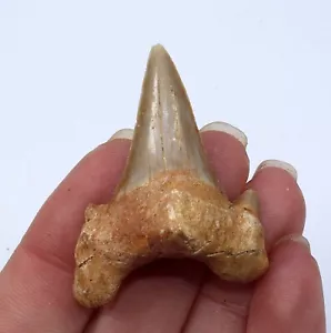 Otodus obliquus Fossil Sharks Tooth 43mm Eocene fossils Morocco Ref:WS31.OT2 - Picture 1 of 4