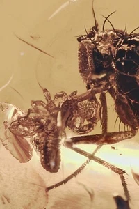 US DDP Phoresie PSEUDOSKORPION hängend an Fliege Fossil OSTSEE BERNSTEIN + HQ P 240806 - Bild 1 von 8