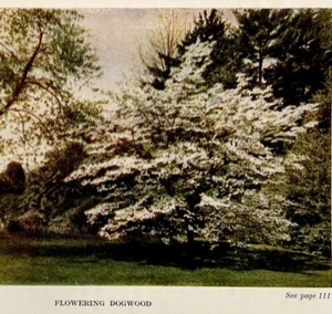 1917 Flowering Dogwood Trees Lithograph Print Antique Nature Ephemera 8 x 5" - Picture 1 of 2