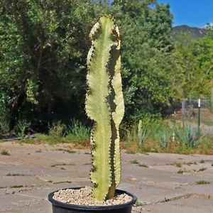Variegated African Candelabra - Euphorbia ammak variegata cactus Cacti Succulent - Picture 1 of 30