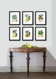 JUEGO DE 6 Arte Botánico Arte Sin Enmarcar NARANJA LIMÓN Cocina Decoración de Pared - Imagen 1 de 11
