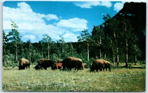 Postcard - Buffalo Herd - Picture 1 of 2