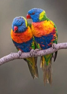 Regenbogen LorIkeet - 3D Linsen Postkarte Grußkarte - Bild 1 von 1