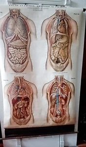 Antik 1918 Max Brodel EINGEWEIDE VON BRUST & BAUCH IN 4 SCHICHTEN medizinische Tabelle - Bild 1 von 14