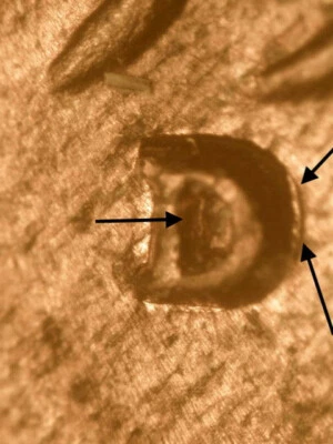 Centavo de trigo East Lincoln 1934-D RPM #6 D/D ~ Bonito AU/BU rojo/marrón ¡Raro!! Foto 1 de 3