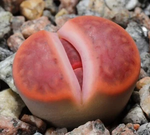 SAMEN neue Sämereien Schönheit Lebende Steine Blumen-Beet Garten-Schönheit Sa - Bild 1 von 1